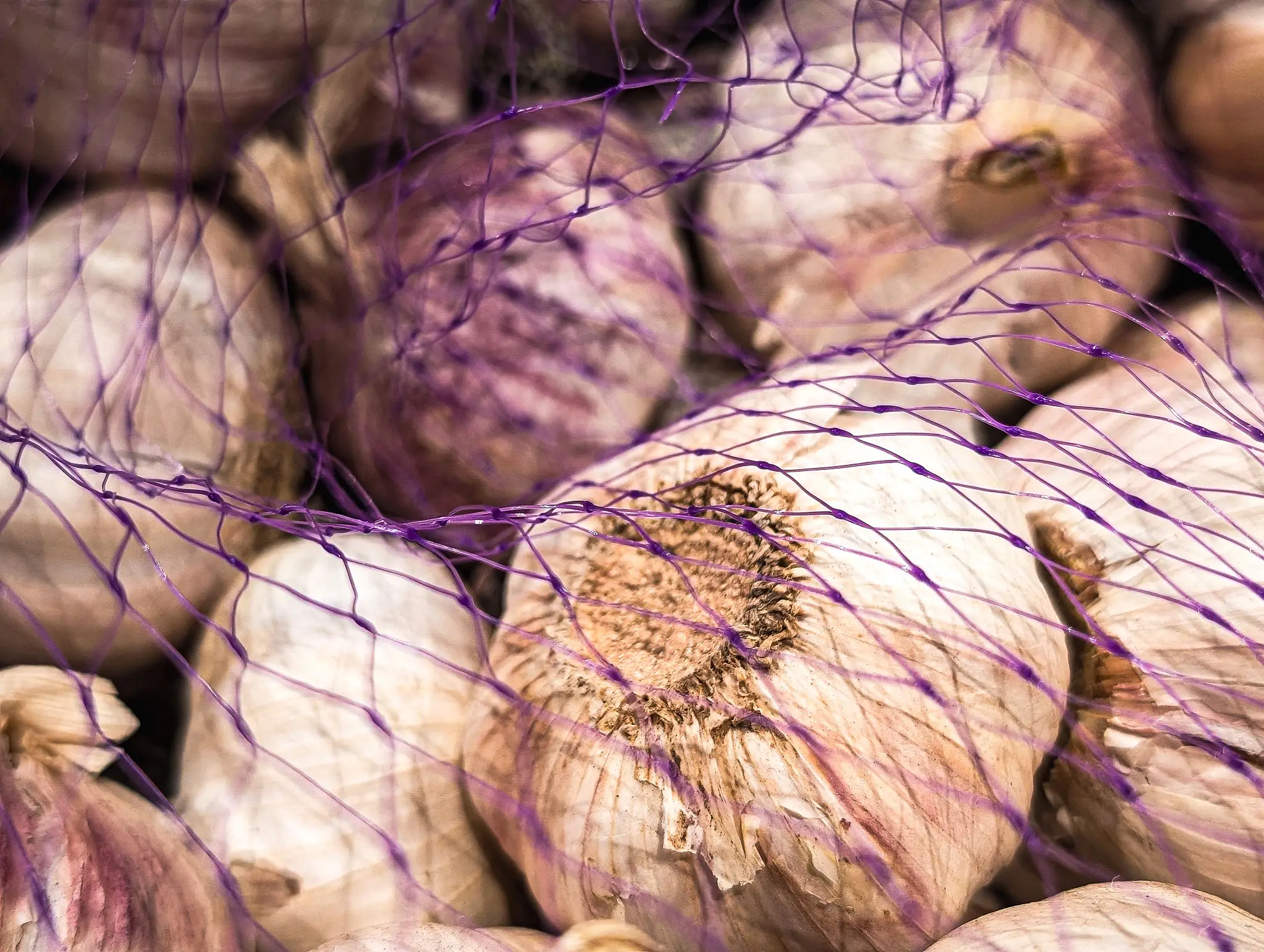 Garlic bulbs in purple mesh bag