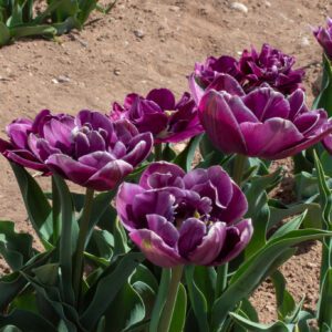 Purple double tulips blooming in garden bed