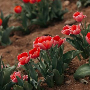 Cluster of red tulips in soil