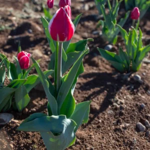 Pink tulip buds growing in garden soil