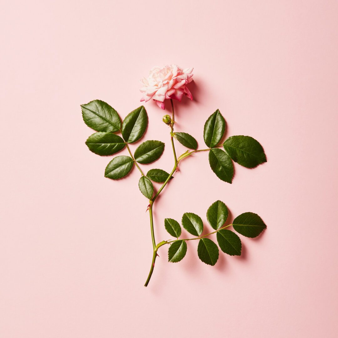 Elegant rose on pastel pink surface