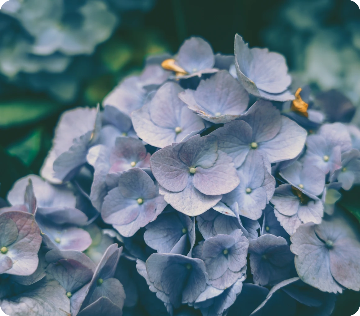 Close-up of purple hydrangeas