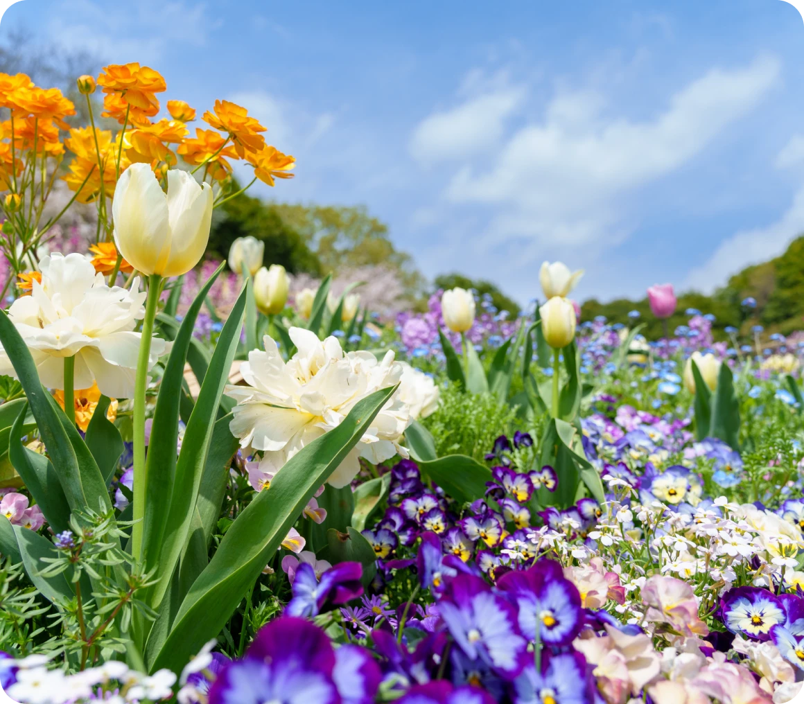 Spring blossoms in a lush meadow