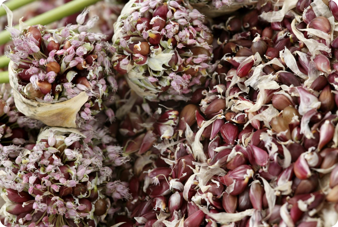 Close-up of garlic seed heads