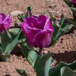 Purple tulips blooming in dry garden soil