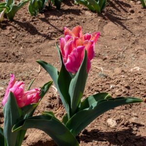 Two pink tulips in sunlit garden soil