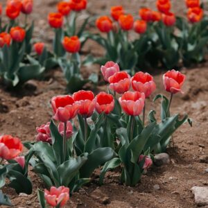 Pink and red tulips blooming in soil