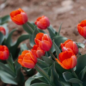 Vibrant orange tulips in garden soil