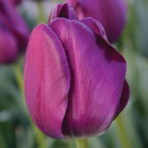 Close-up purple tulip against blurred green background