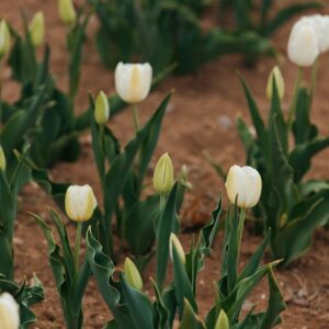 White tulips blooming in garden soil