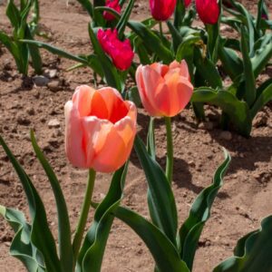 Two peach tulips blooming in garden bed