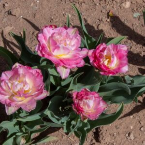 Pink double tulips blooming in dry soil