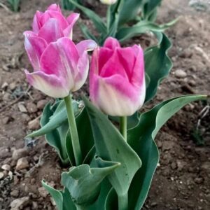 Pink tulips blooming in garden soil