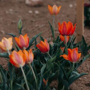 Orange and red tulips in garden soil