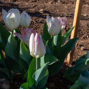 Pale pink and white tulips in garden bed