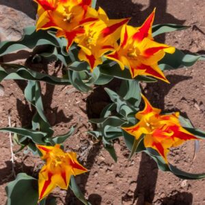 Bright star-shaped yellow and red tulips