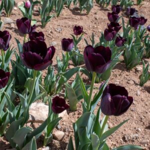 Dark purple tulips in a garden bed