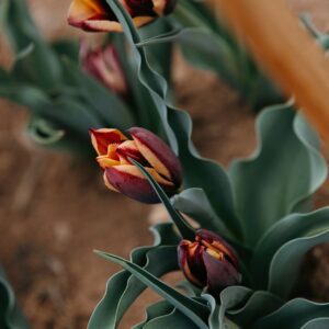 Red and yellow tulip buds with green leaves