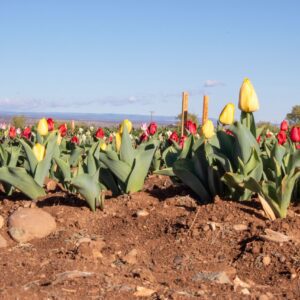 Yellow and red tulips in field