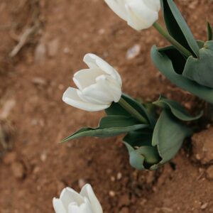 Three white tulips growing in brown soil