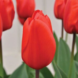 Close-up of a red tulip