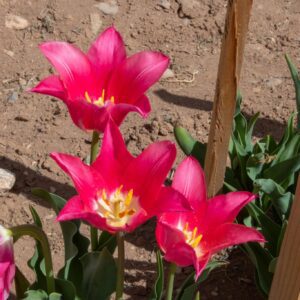 Bright pink tulips blooming in garden bed