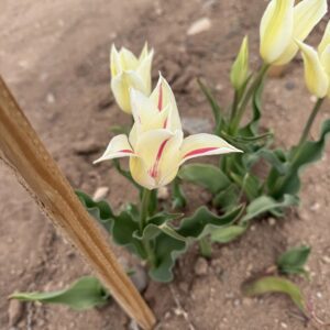 Pale yellow tulips with pink streaks in soil