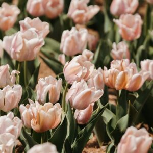 Pale pink tulips in sunlit garden bed