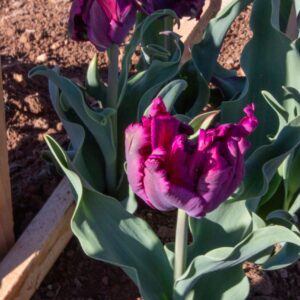 Purple fringed tulips in garden bed