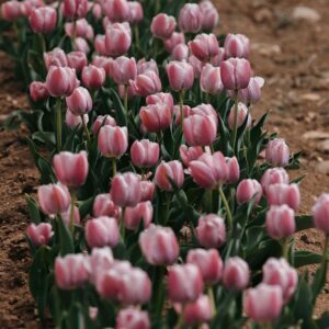 Rows of blooming pink tulips in soil