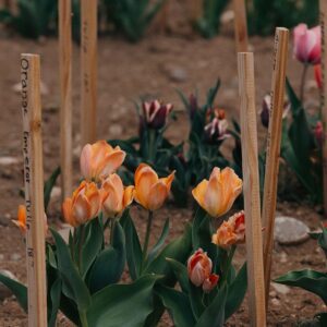 Orange tulips in garden with wooden stakes