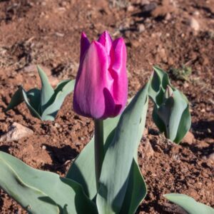Single pink tulip blooming in garden soil