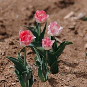 Pink tulips growing in dry soil