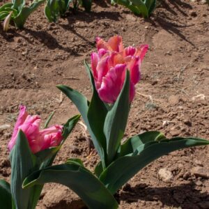 Pink tulips blooming in sunlit garden soil