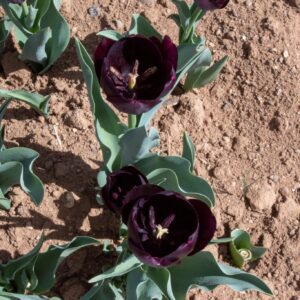 Dark purple tulips blooming in dry soil