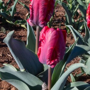 Two red tulip buds in garden soil