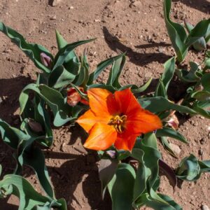 Vibrant orange tulip bloom on dry soil