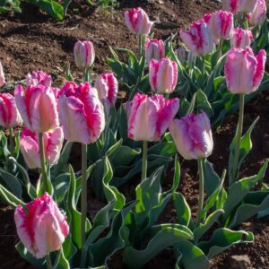 Pink and white tulips in garden bed