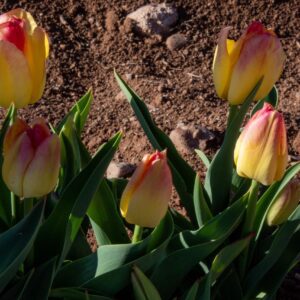 Yellow tulips with red-tipped petals