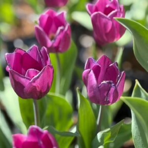 Purple tulips blooming in sunlit garden
