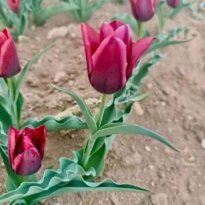 Deep red tulips in garden bed