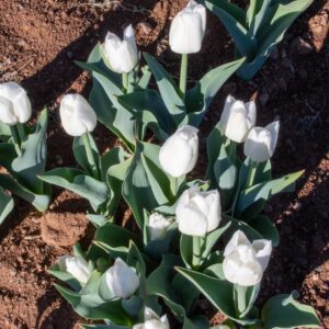 White tulips blooming in reddish garden soil
