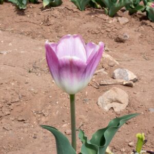Single purple tulip in garden soil
