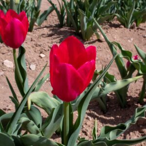Bright red tulips in sunlit garden