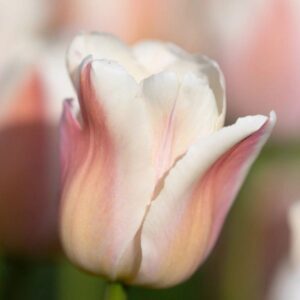 Close-up of pale pink and white tulip