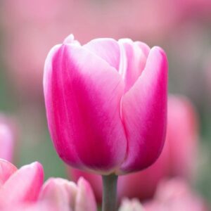 Close-up pink tulip with soft blurred background