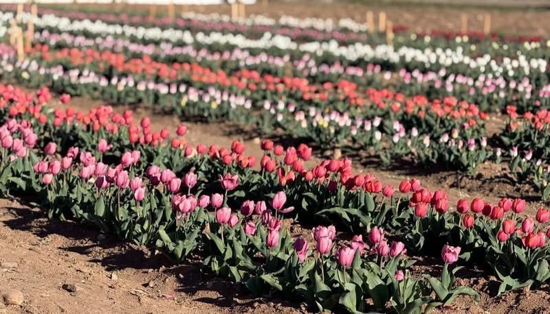 Field of pink and red tulips