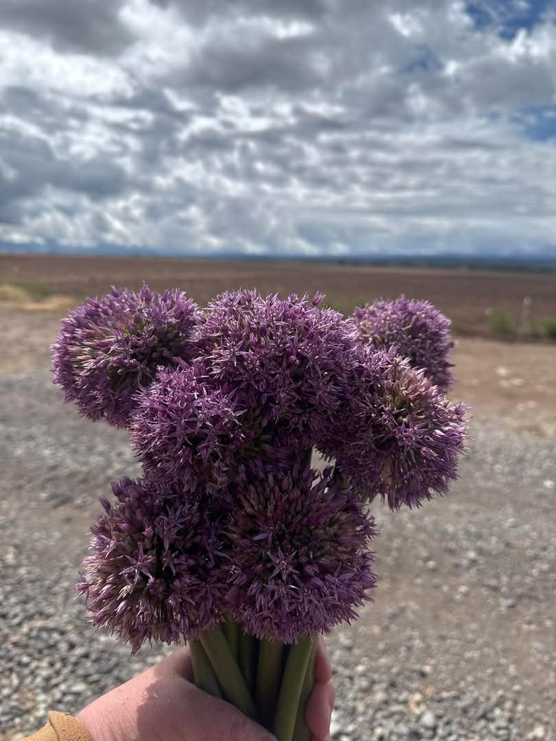 Hand holding purple allium flower bouquet