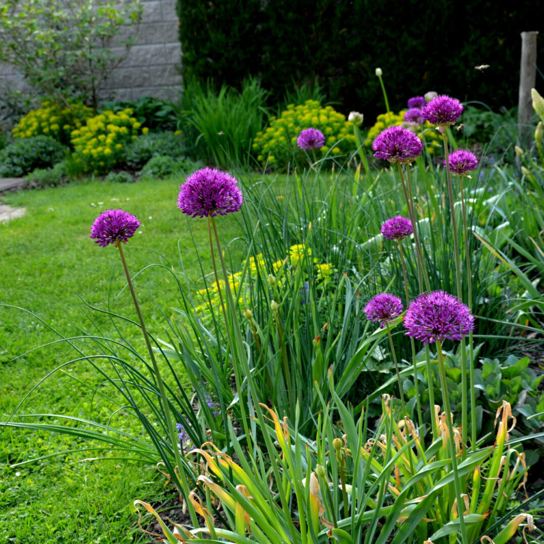 Purple flowers blooming in a garden