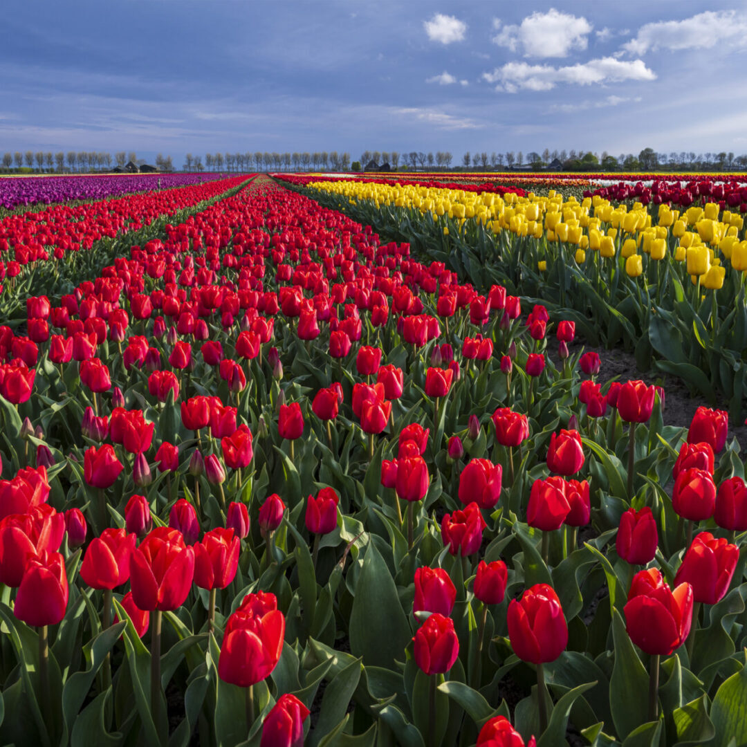Vibrant tulip fields under cloudy sky